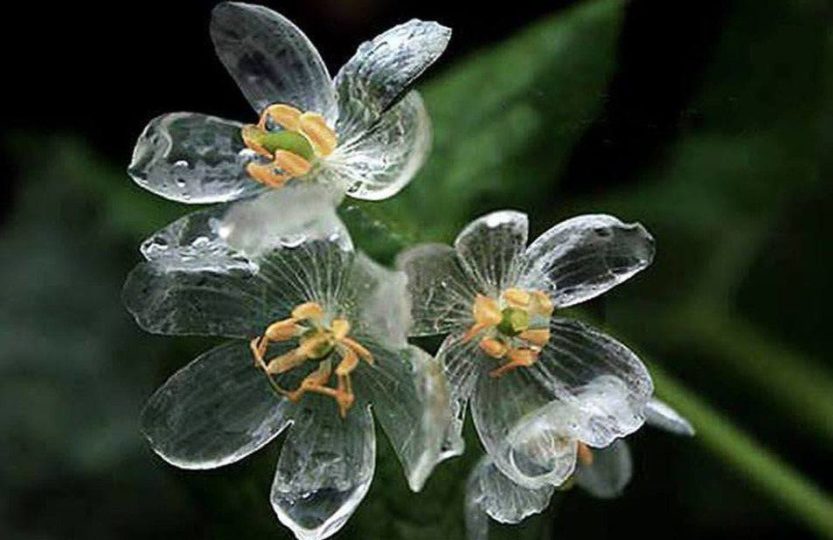 Flor de Cristal